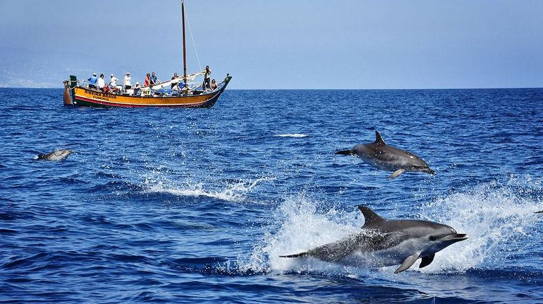 Delfin- und Walbeobachtung ab Calheta
